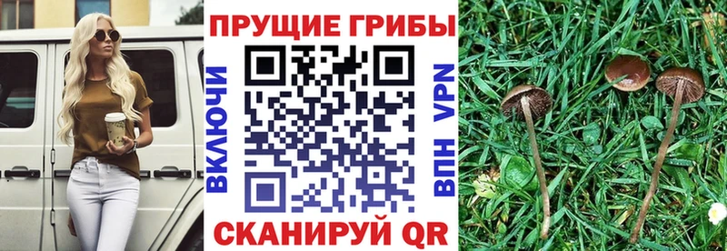хочу   Ливны  Галлюциногенные грибы ЛСД 
